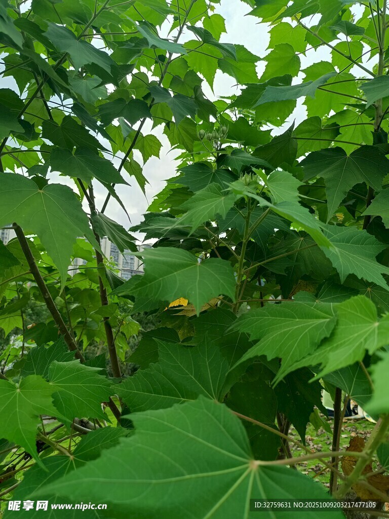 綠葉繁茂的自然植物景象