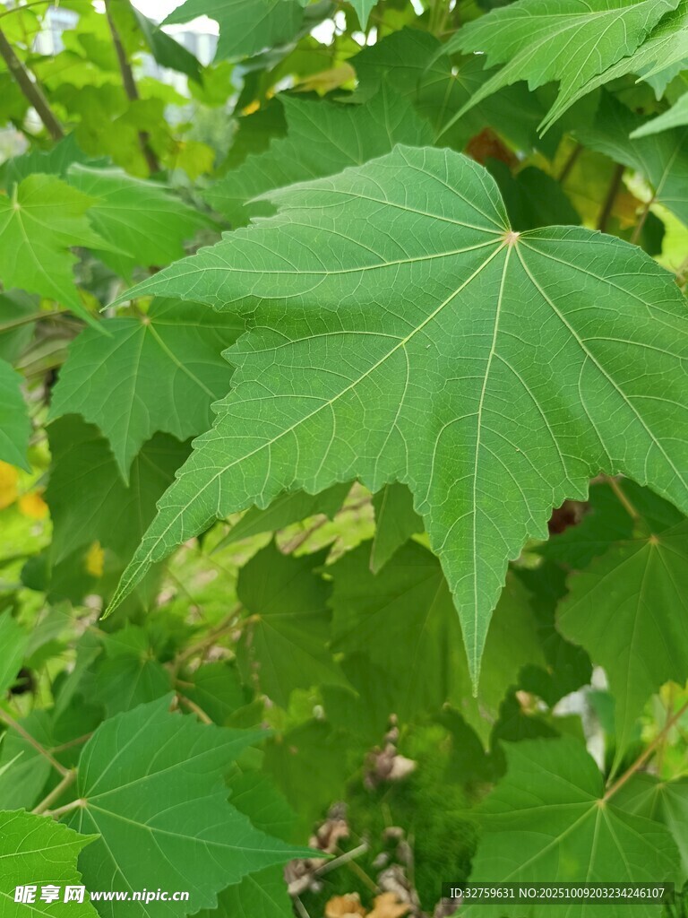 翠綠楓葉特寫