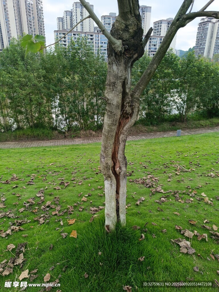 樹干斑駁的公園樹木景觀