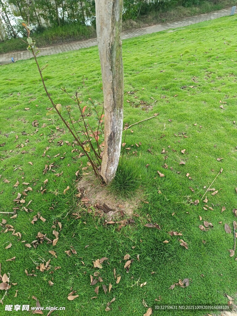 樹干旁的翠綠草地