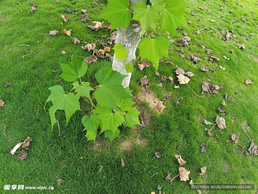 草地上的綠植幼苗