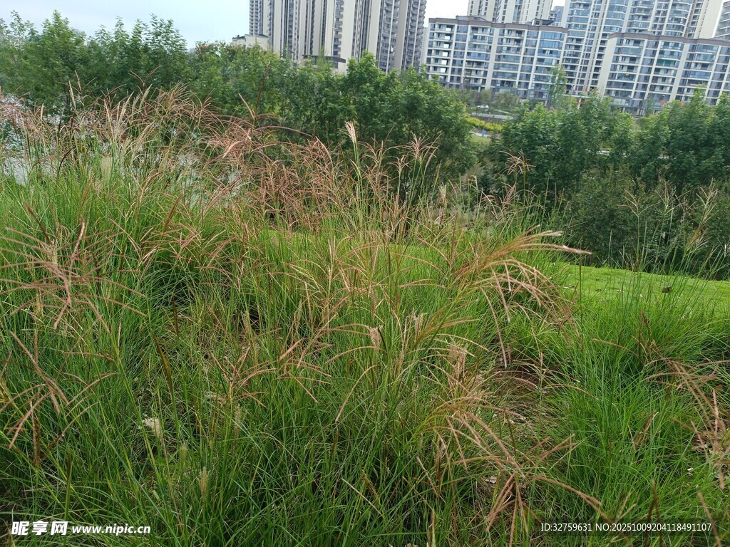 城市邊的翠綠草叢景觀