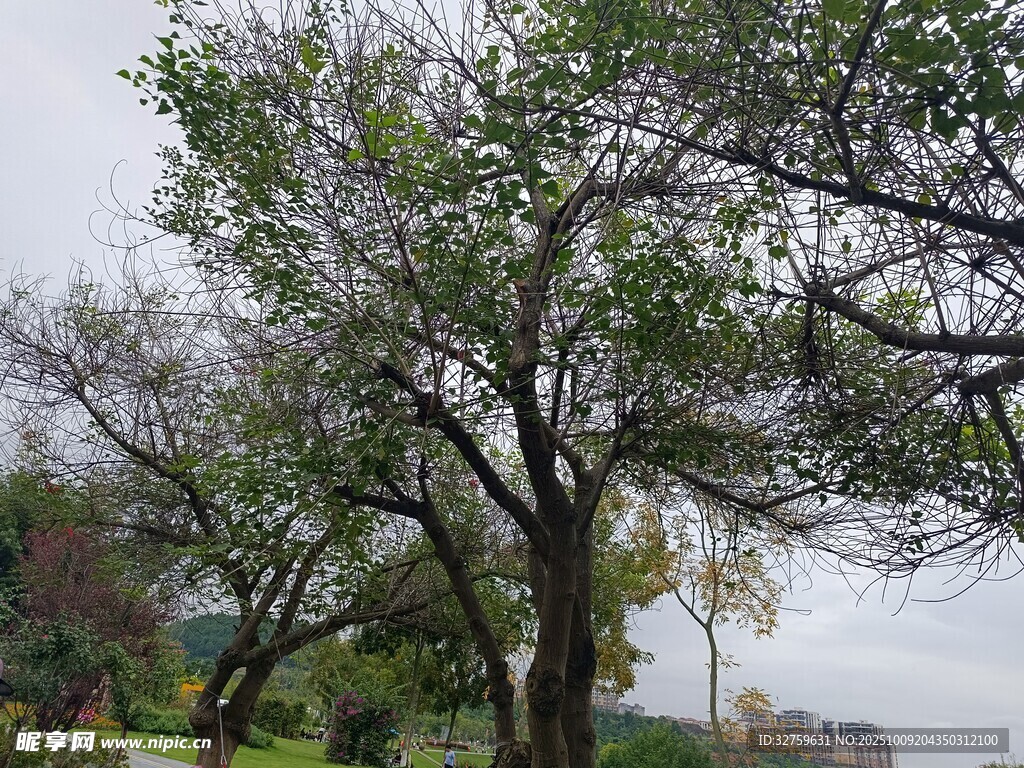 秋日公園中的樹木景觀