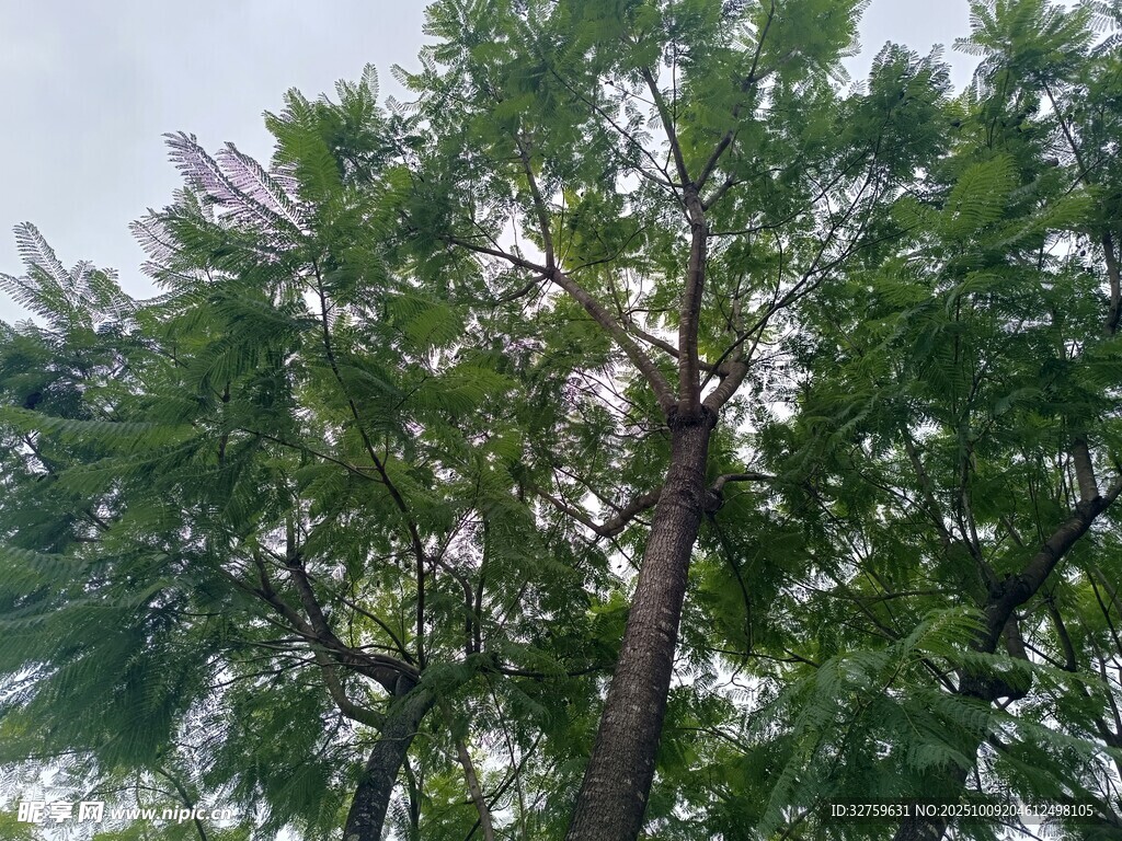 高大繁茂的綠樹(shù)