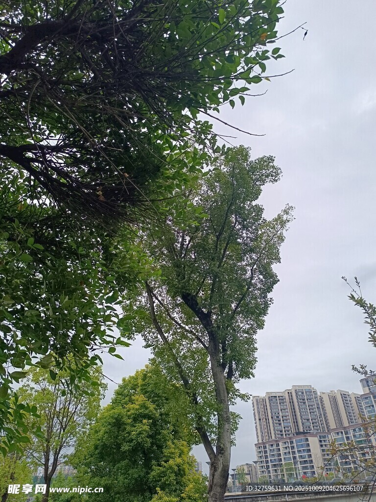 城市中蔥郁樹木與高樓景觀