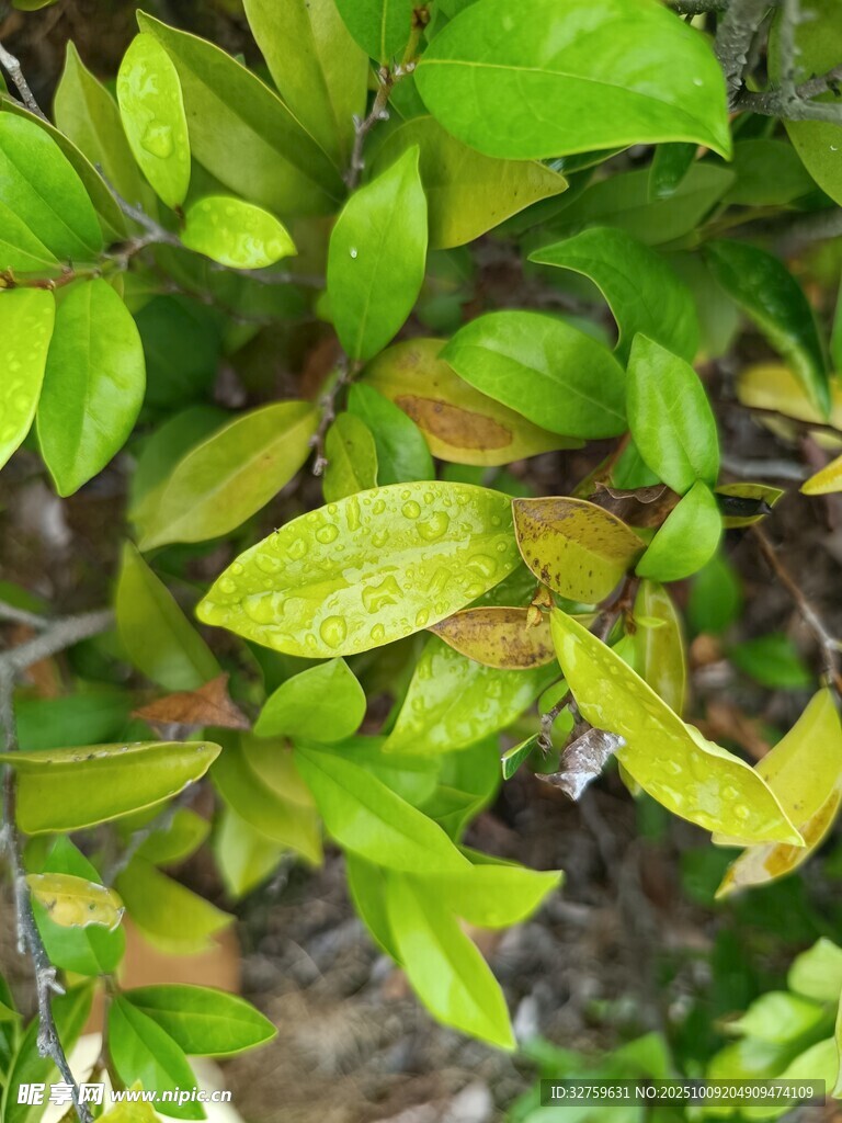 翠綠枝葉特寫
