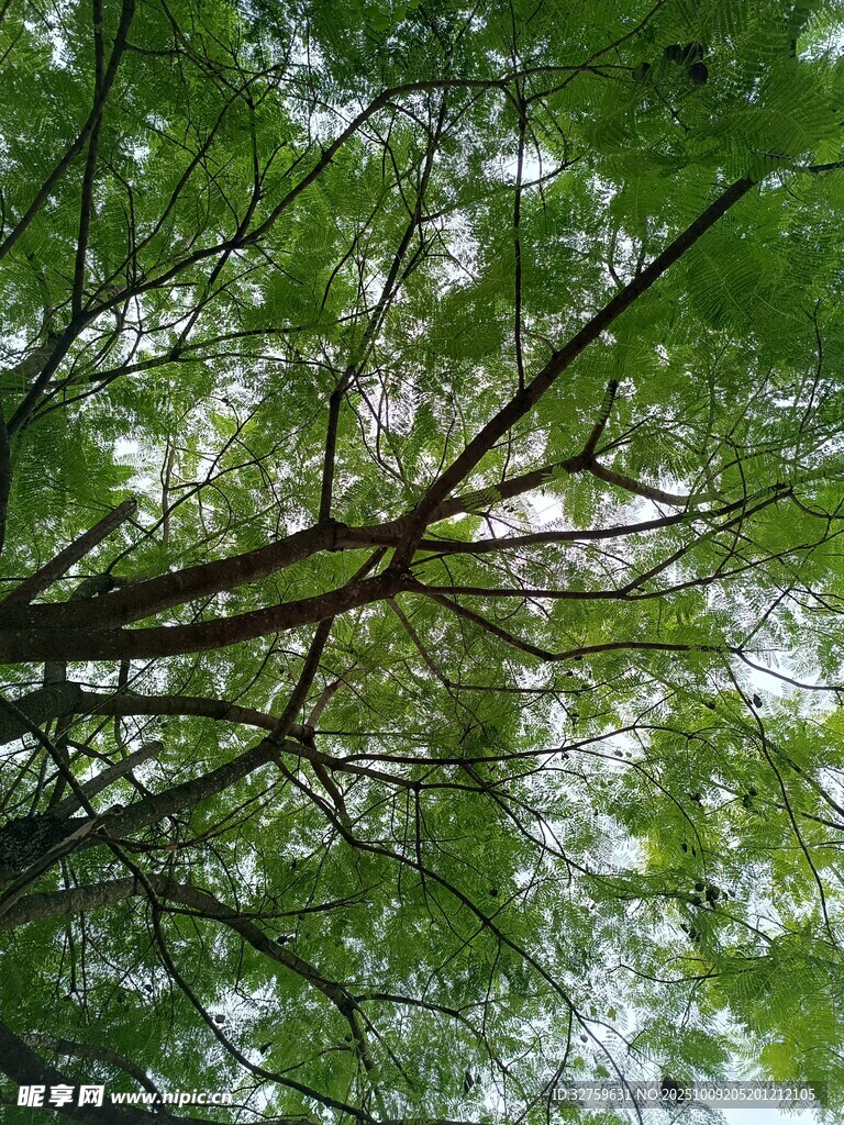 仰視繁茂枝葉的綠意