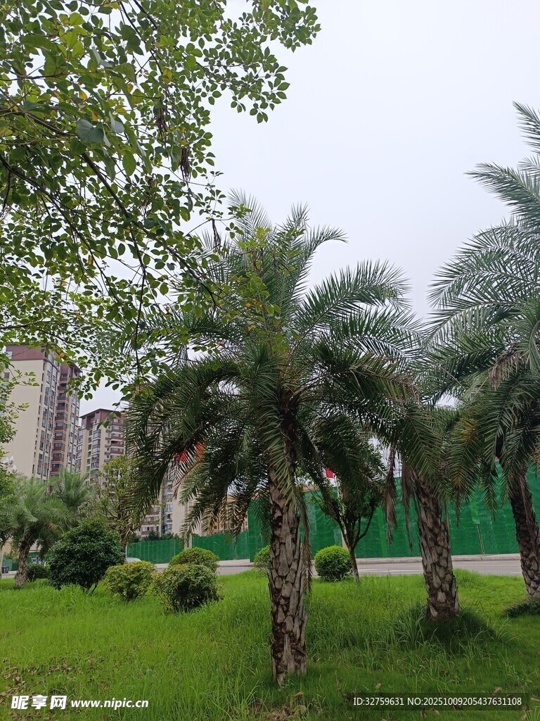 城市中的綠意草坪與棕櫚樹(shù)