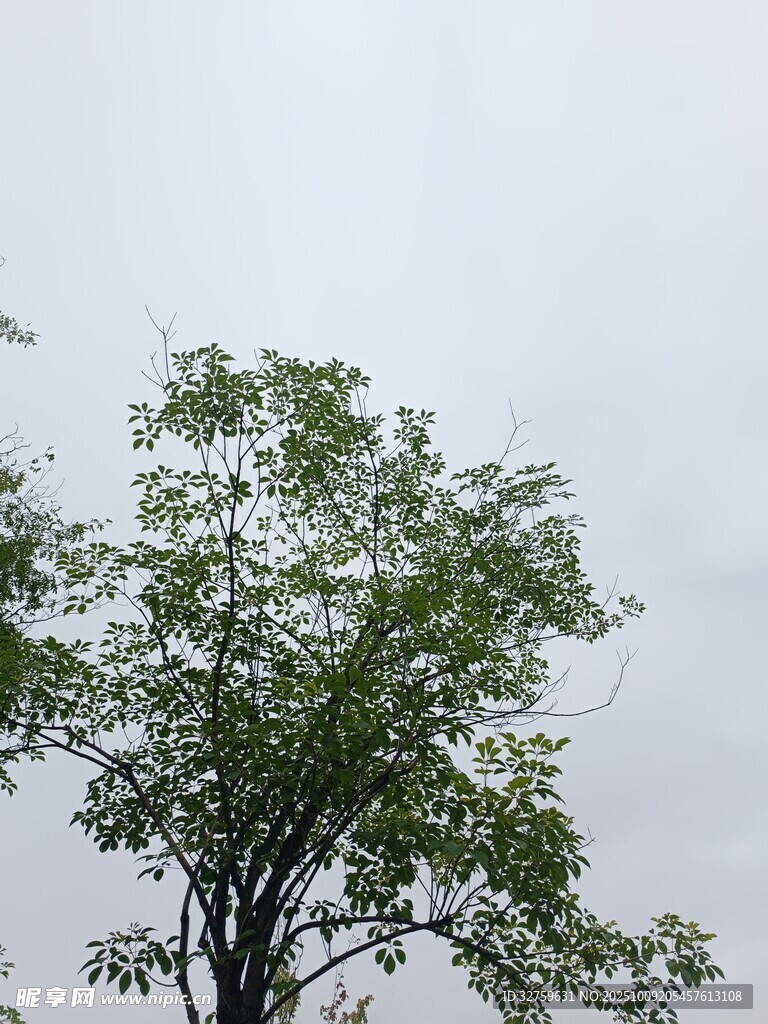 天空下的蔥郁綠樹