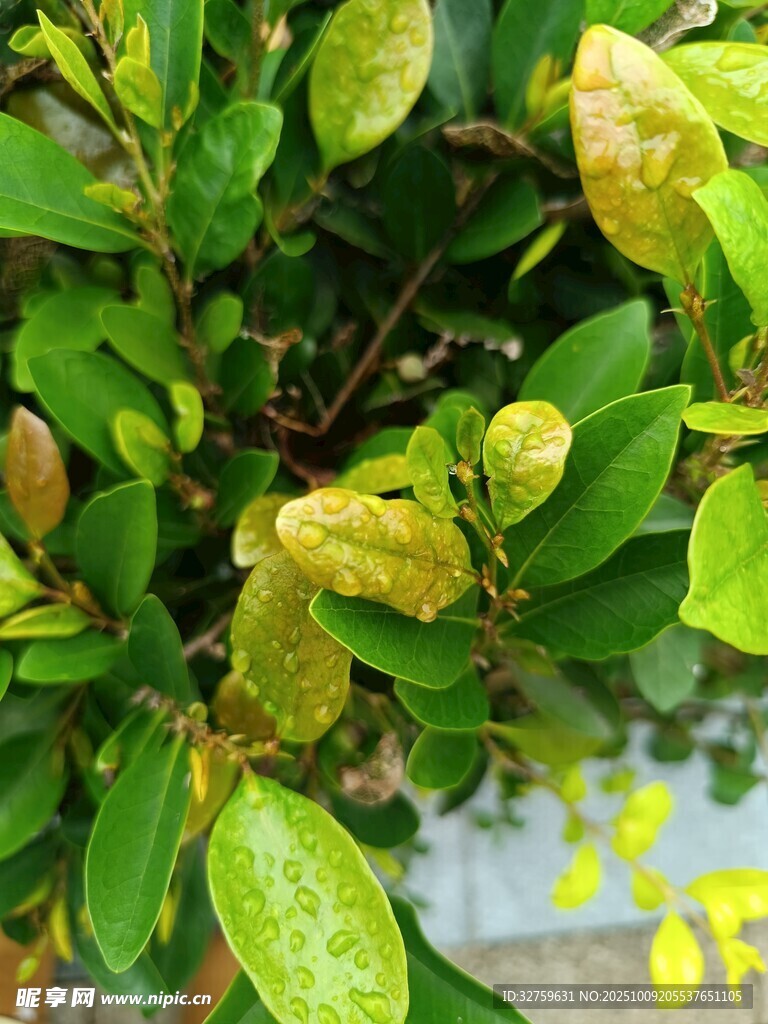 黃葉綠植特寫