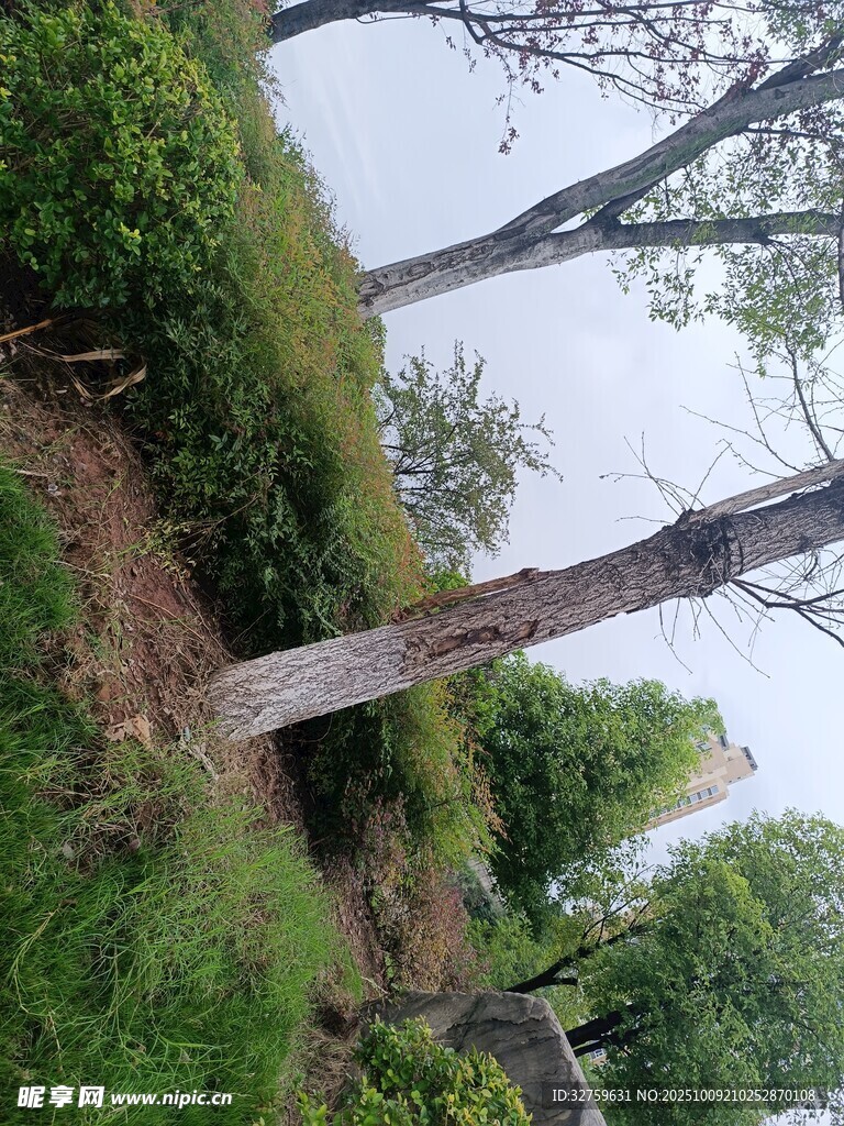 戶外樹木綠植自然景象