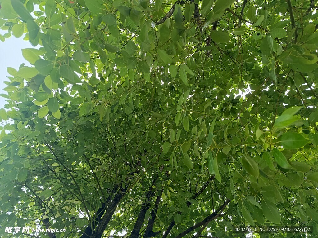 仰視蔥郁樹林綠意盎然