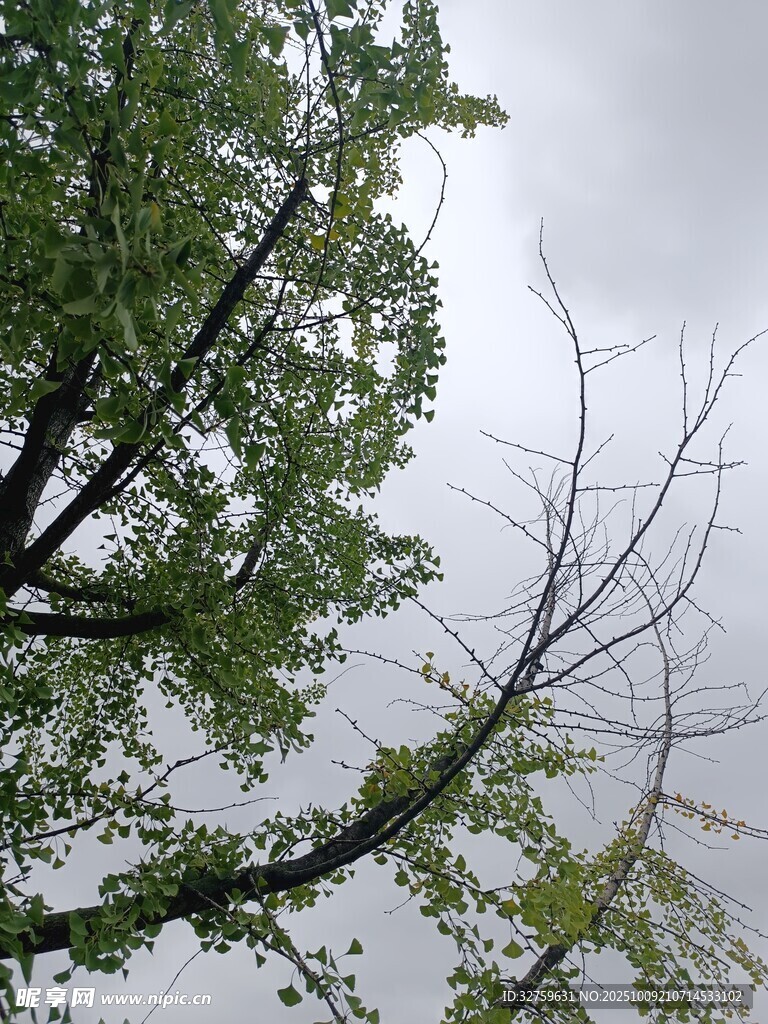 仰視綠樹與陰沉天空