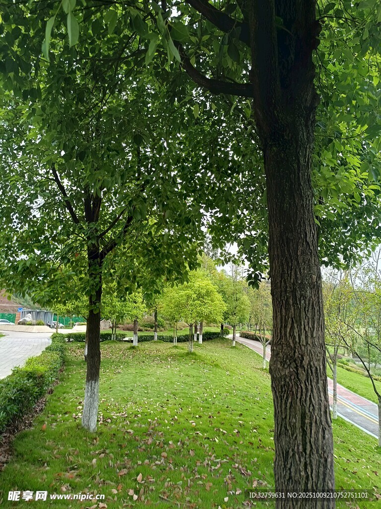 綠意盎然的公園林蔭道