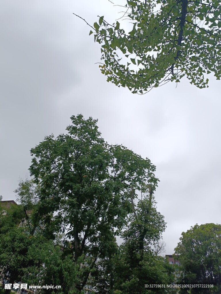 綠樹(shù)成蔭的自然景致