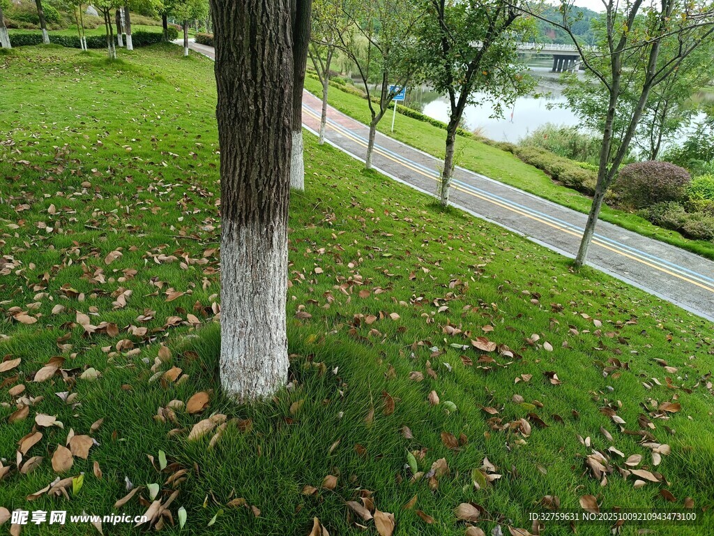 秋日公園草地與樹木景致