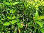 翠綠繁茂的植物景觀