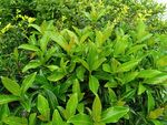 翠綠繁茂的植物葉片
