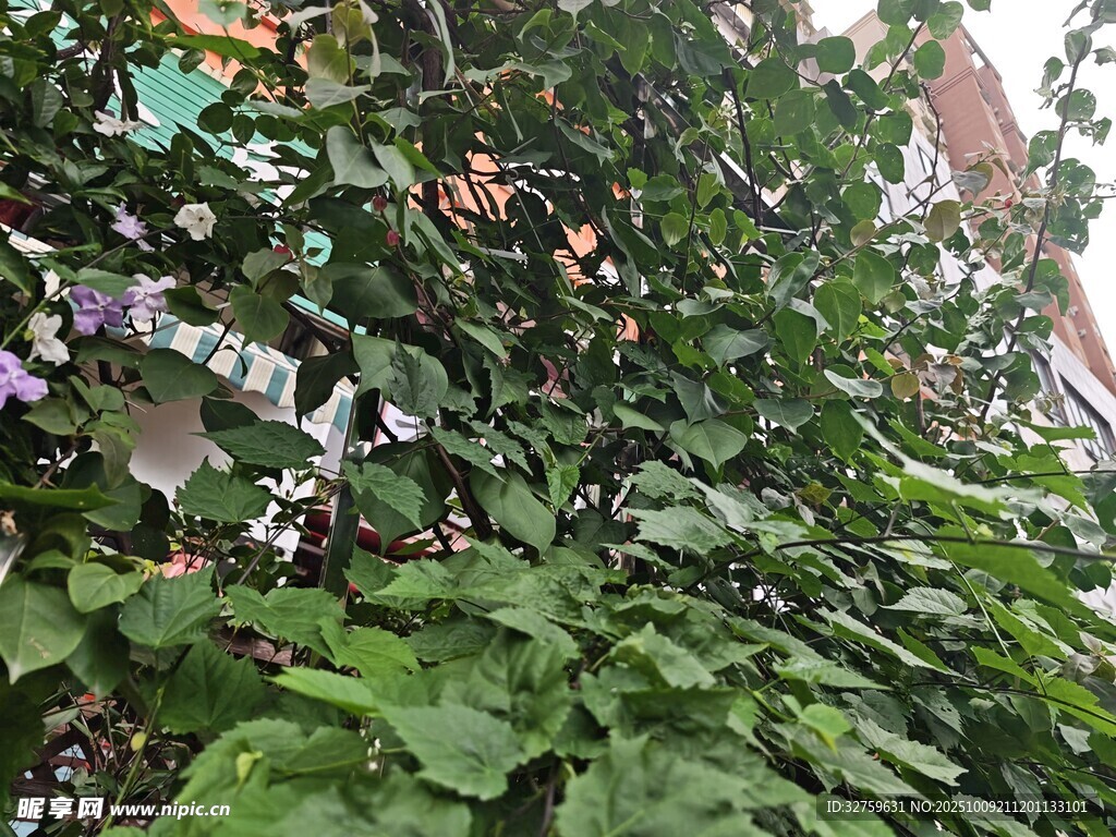 綠葉繁花中的自然景致