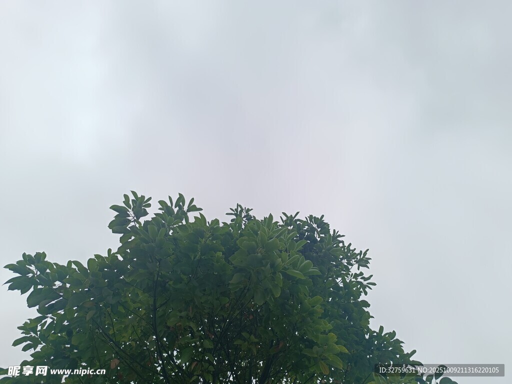 樹梢上的朦朧天空