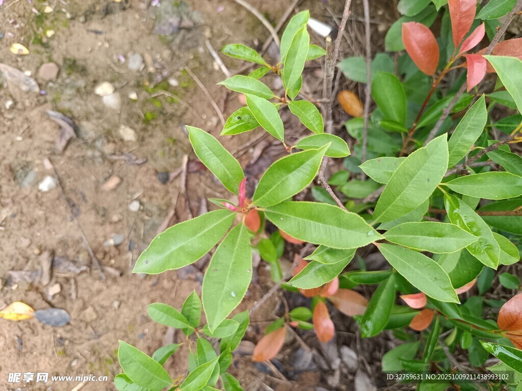綠葉紅邊的植物特寫(xiě)