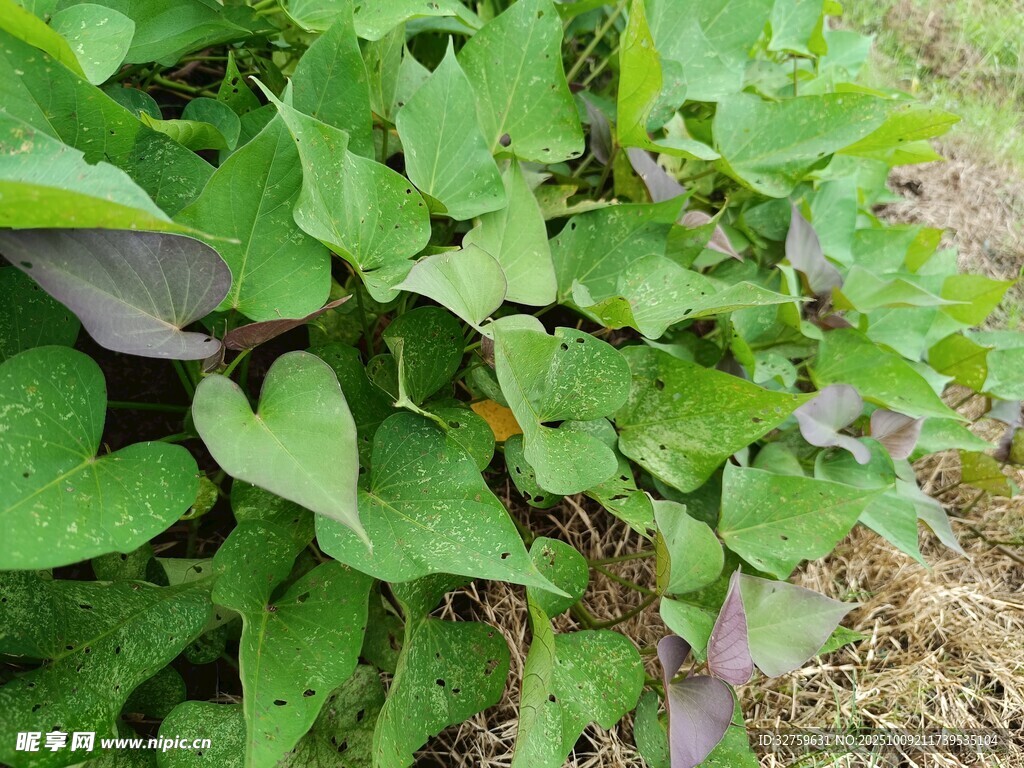 綠葉繁茂的紅薯植株