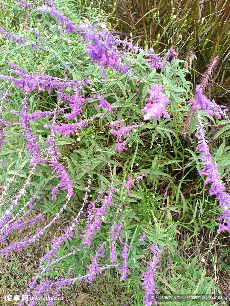 紫色穗狀花卉特寫
