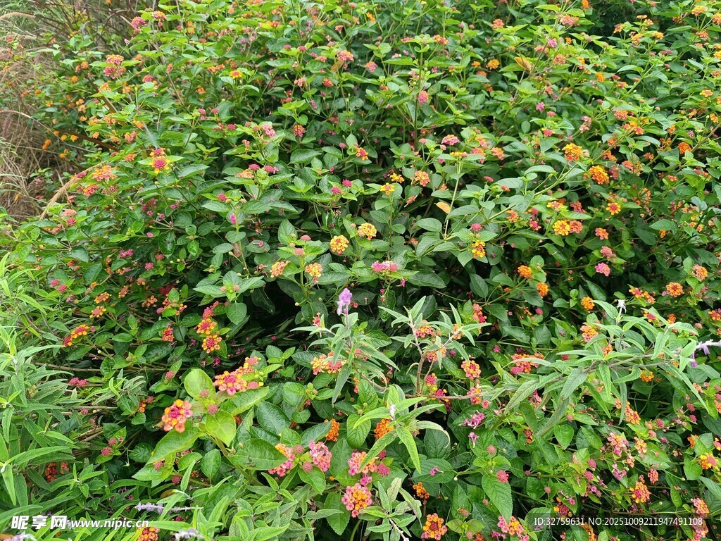綠葉間點綴的紅色果實