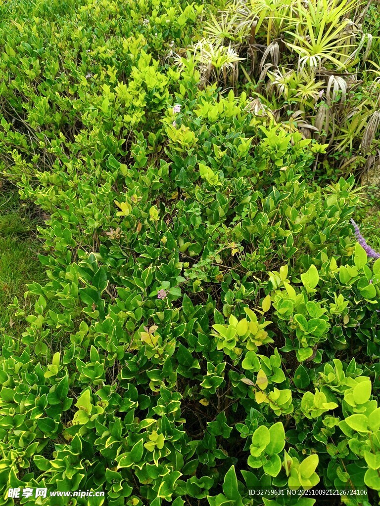 翠綠繁茂的生機(jī)植物景觀