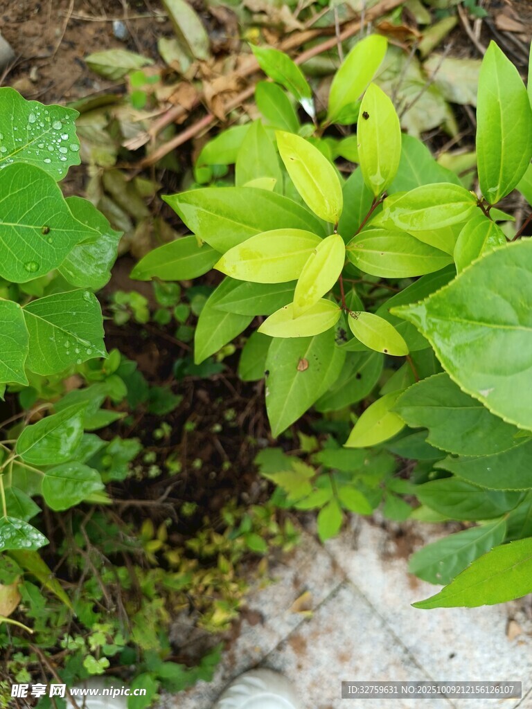 嫩綠葉片生長于草叢間
