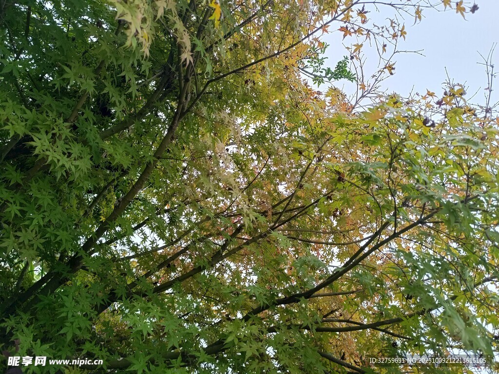 秋日繁茂樹枝景象