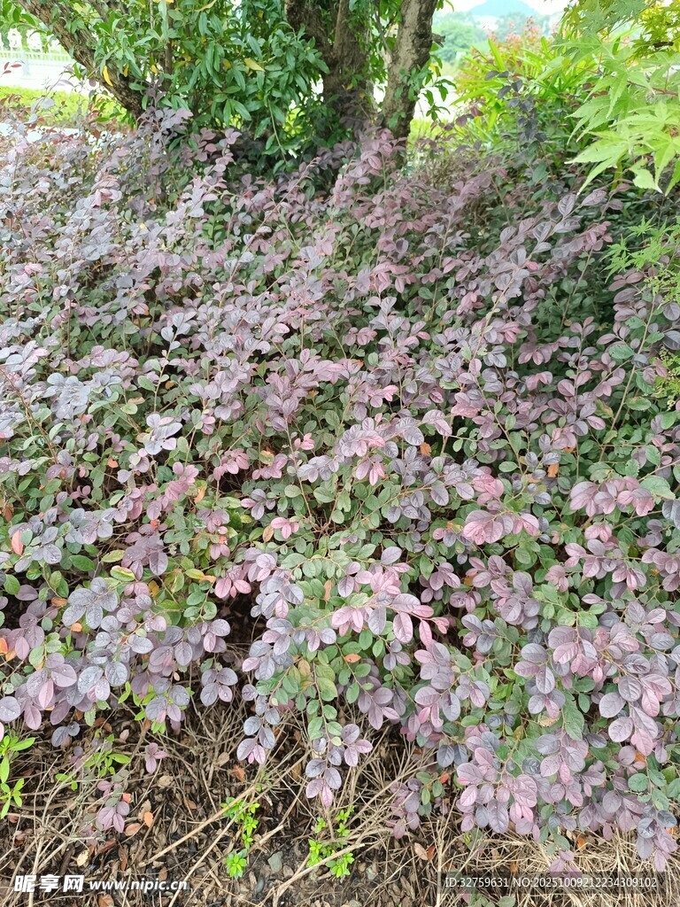 紫色灌木叢景觀