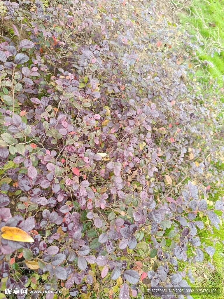紫色植物特寫(xiě)