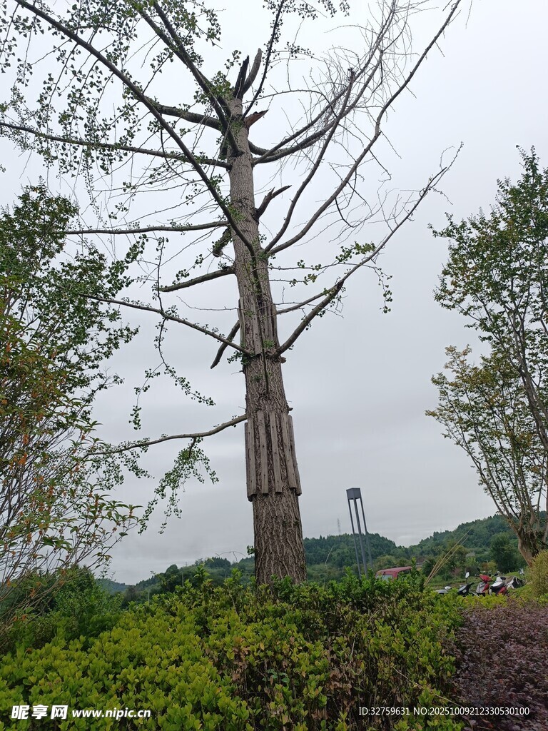 挺拔樹木立于蔥郁植被間