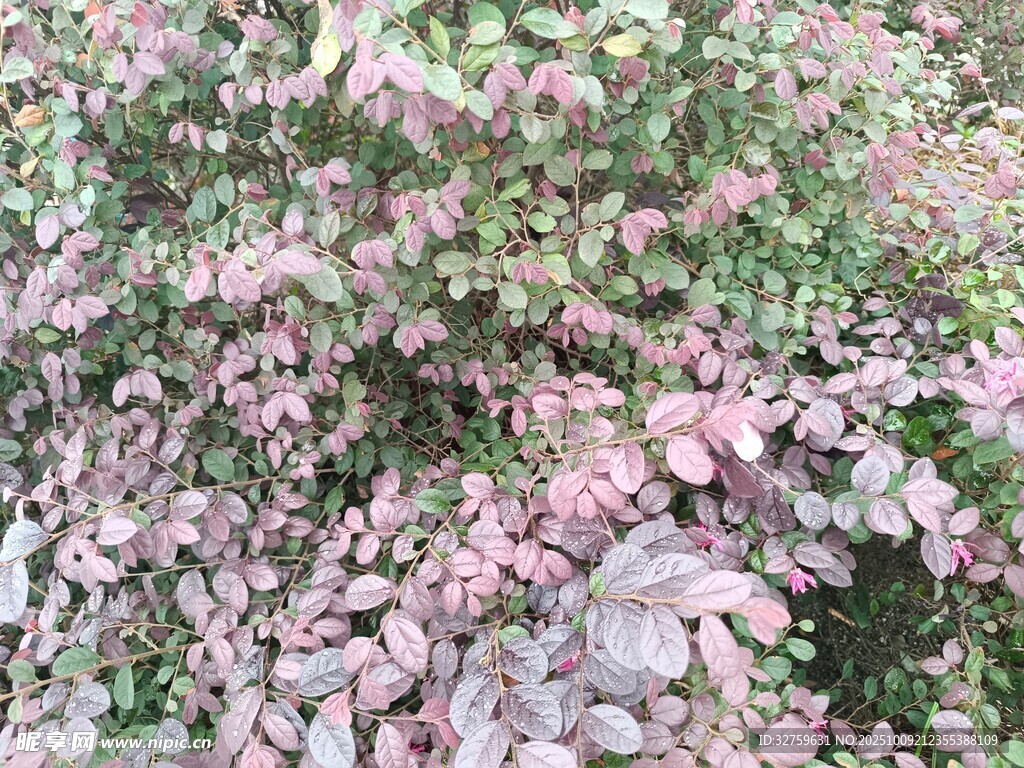 紫葉植物景觀