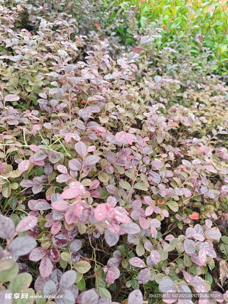 粉色葉片植物景觀