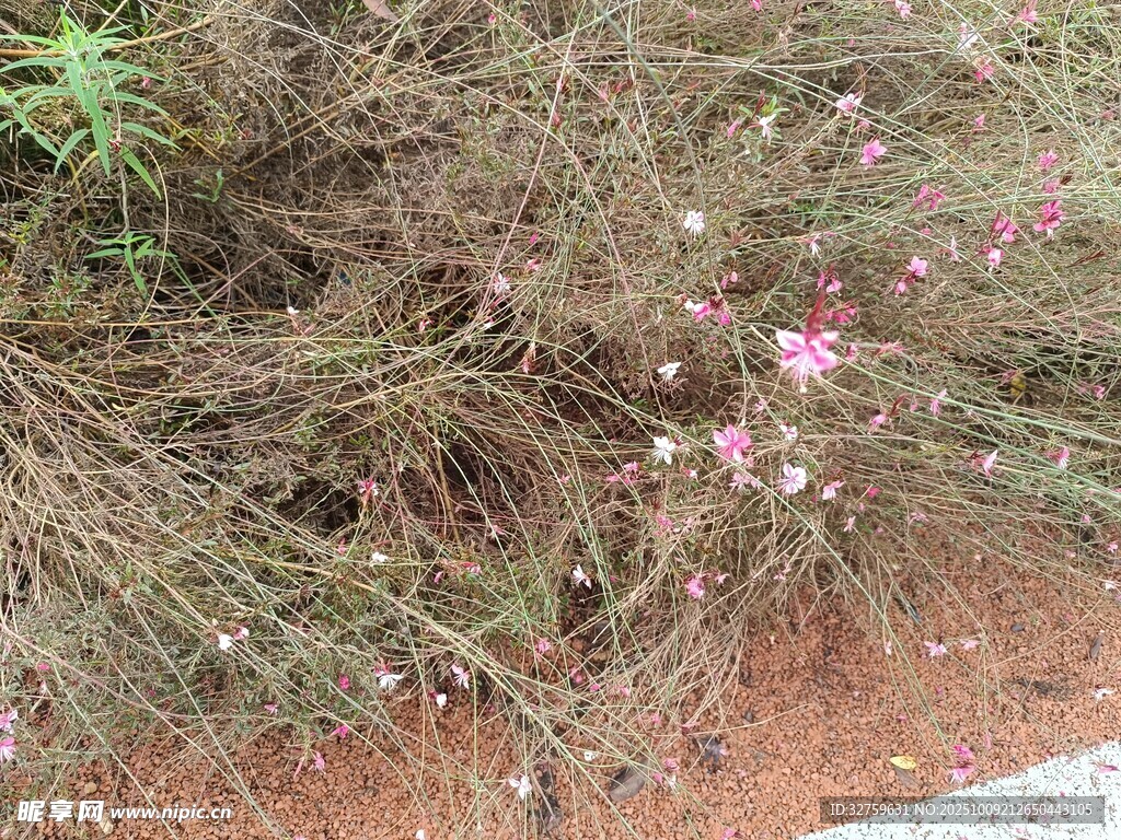 草叢中的粉色小花