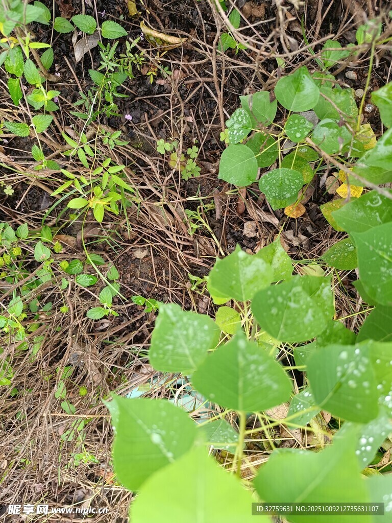 綠葉覆蓋的地面景象