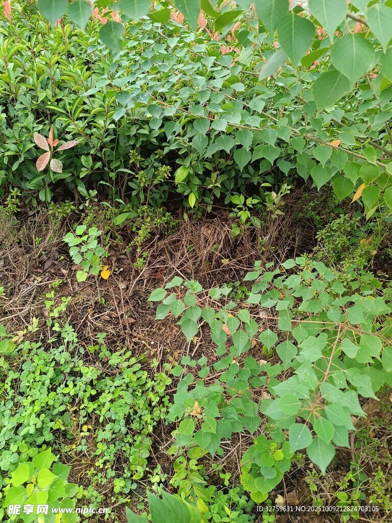 繁茂綠植下的泥土景象