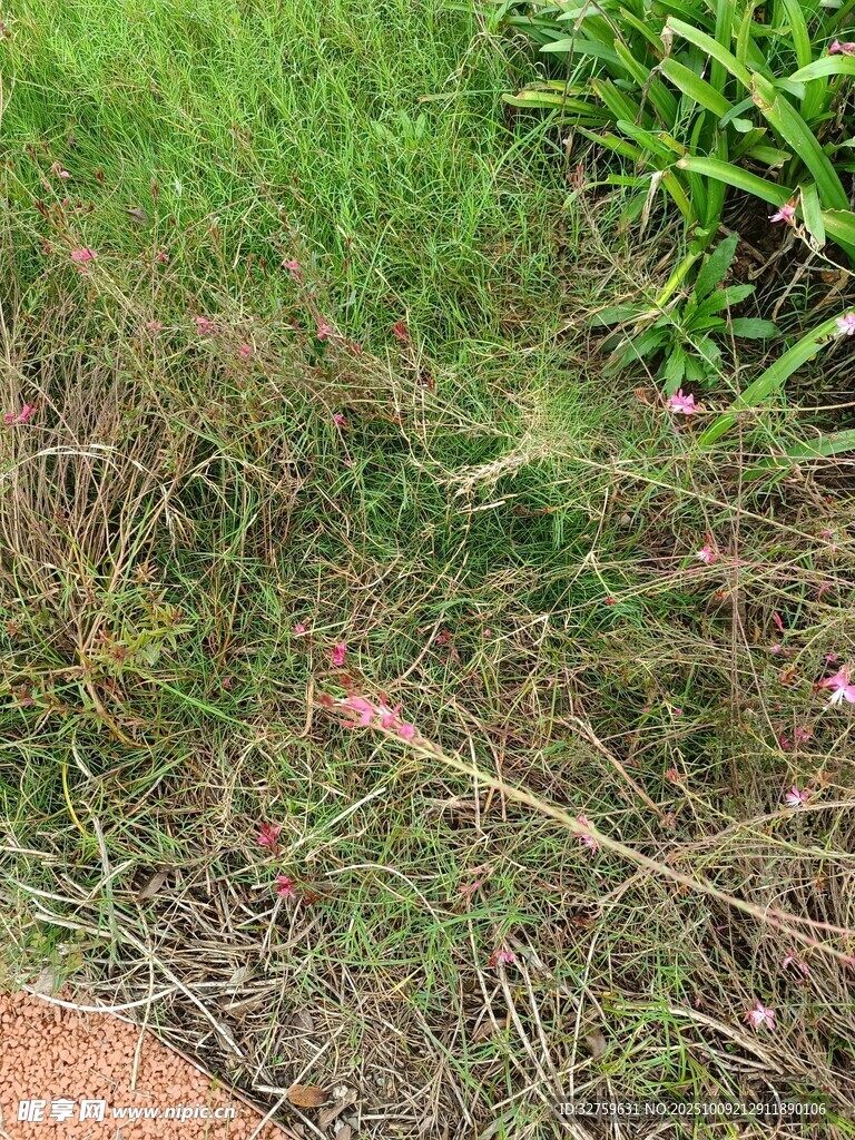 路邊草叢中的粉色小花