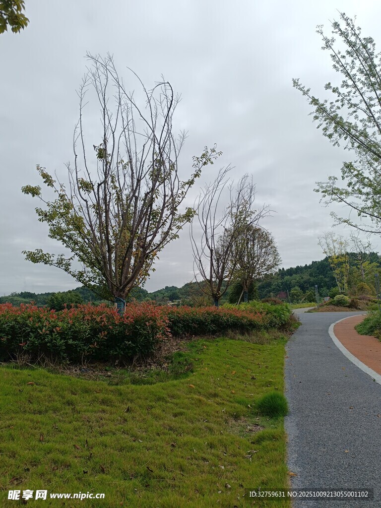 雨中公園小徑與綠植景觀