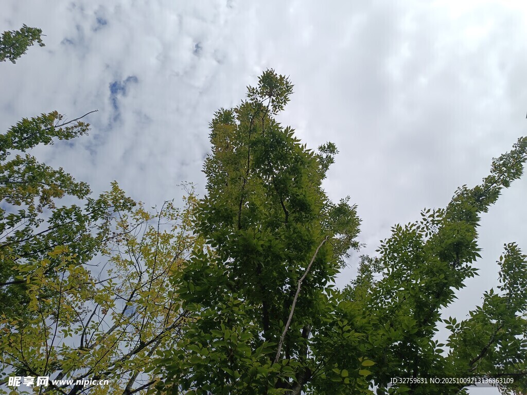 仰視蔥郁樹木與天空