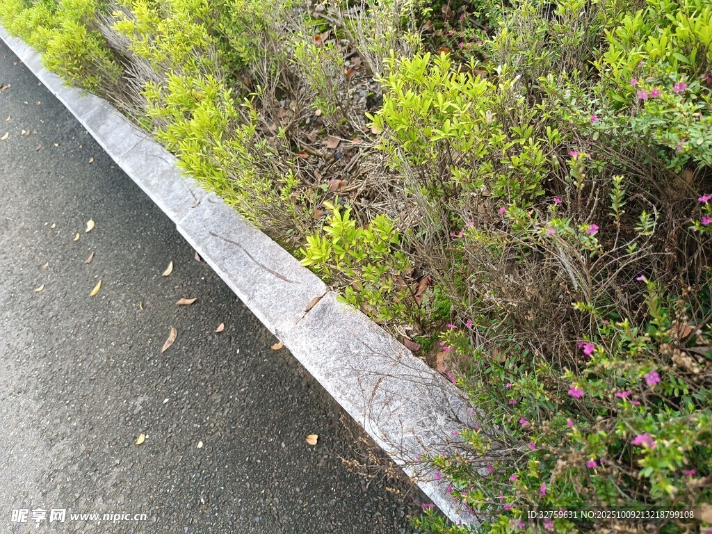 路邊綠植與灰色路緣石