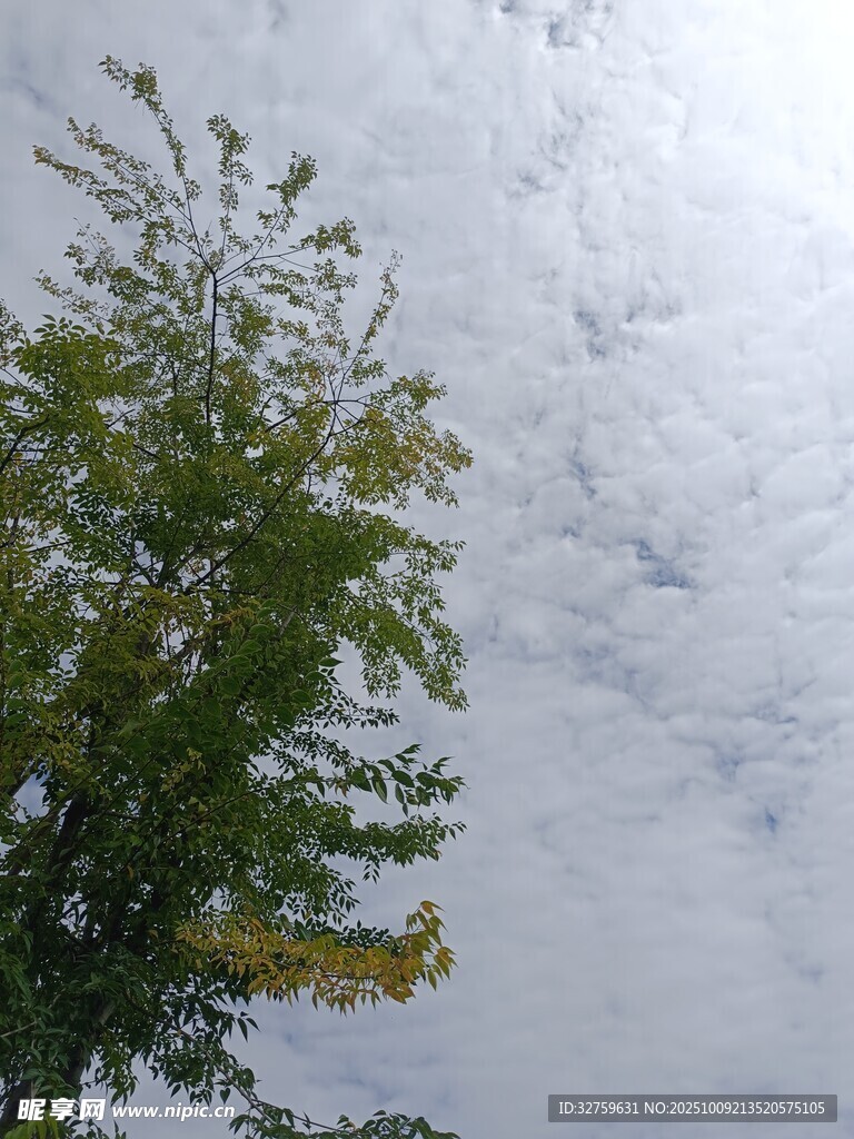 綠樹映襯下的多云天空