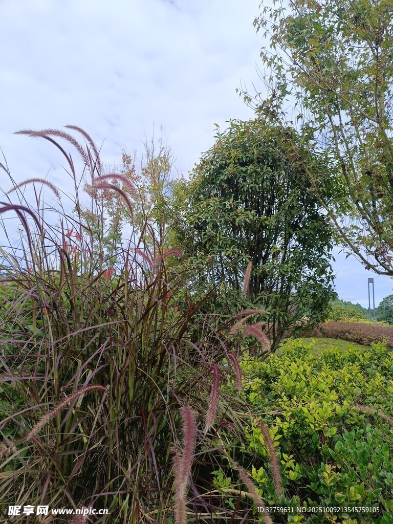 野外繁茂的綠植景觀