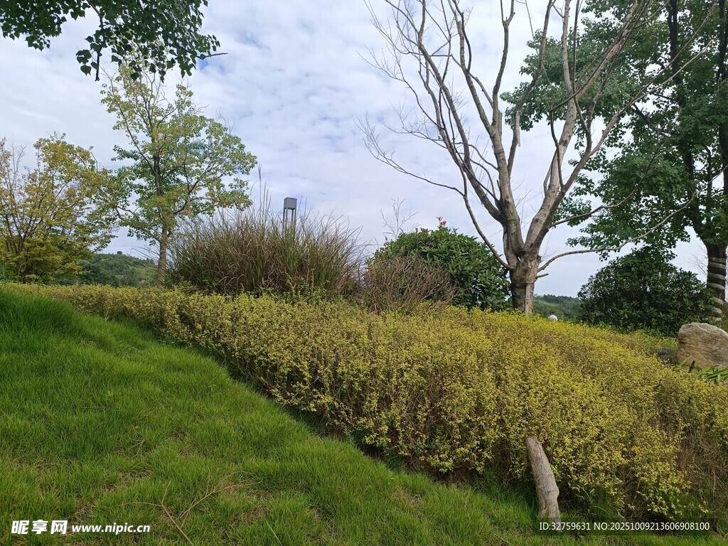 田園草地樹木自然風光