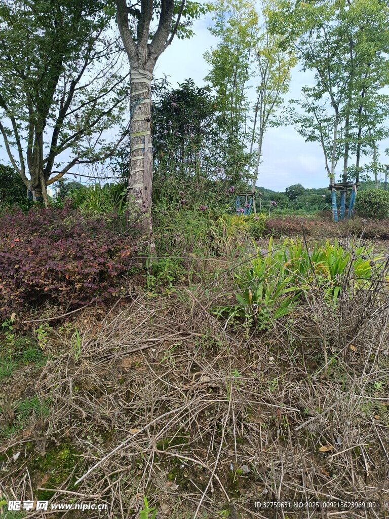 野外樹林邊的雜亂植被