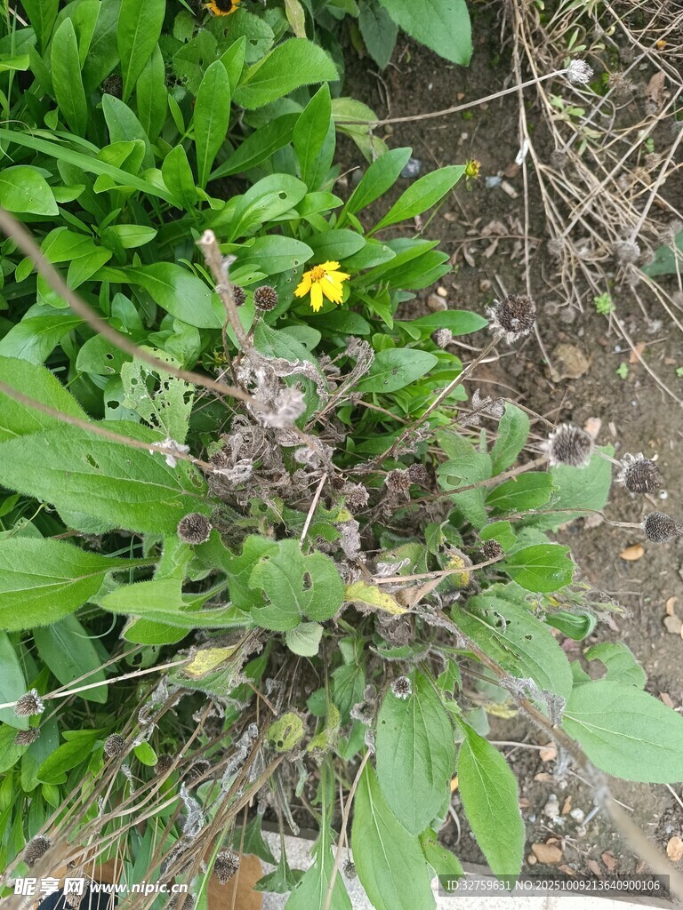 綠葉間的黃色小花