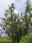 戶外繁茂綠樹風(fēng)景圖