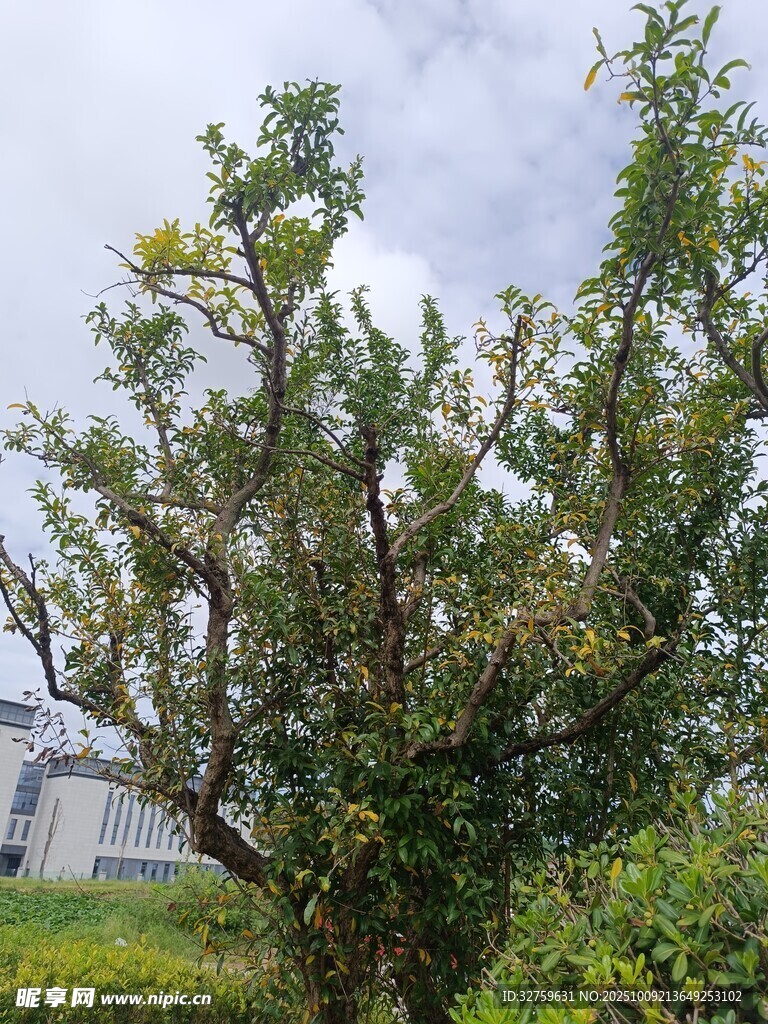 戶外繁茂綠樹風(fēng)景圖